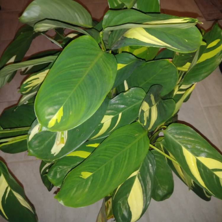 Plant image Ctenanthe lubbersiana 'Brazilian Snow'