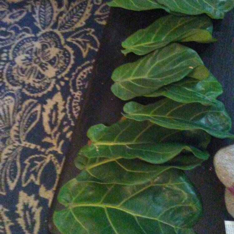 plant image 1195373