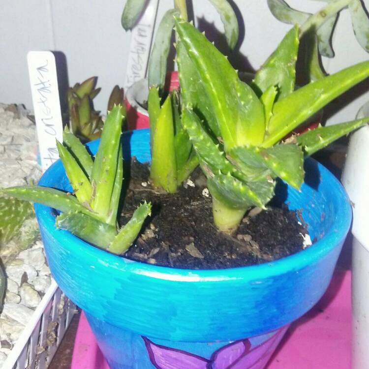 plant image 1195888