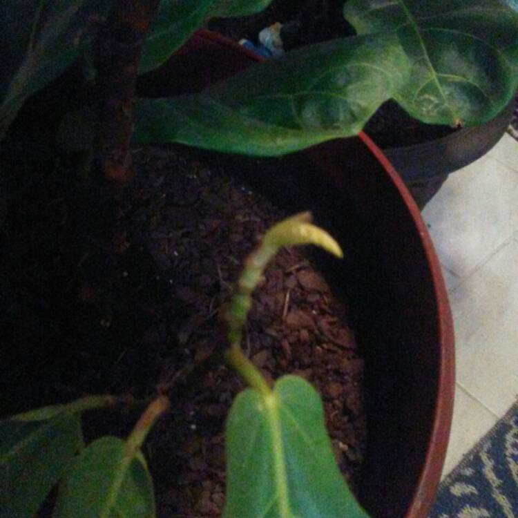 plant image 1196673