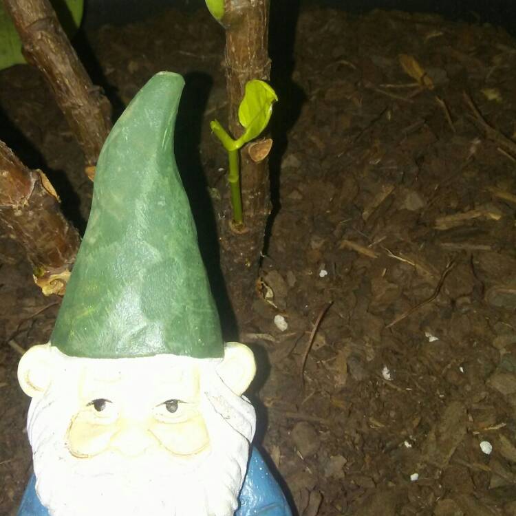 plant image 1196718