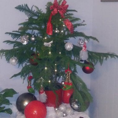 Araucaria heterophylla