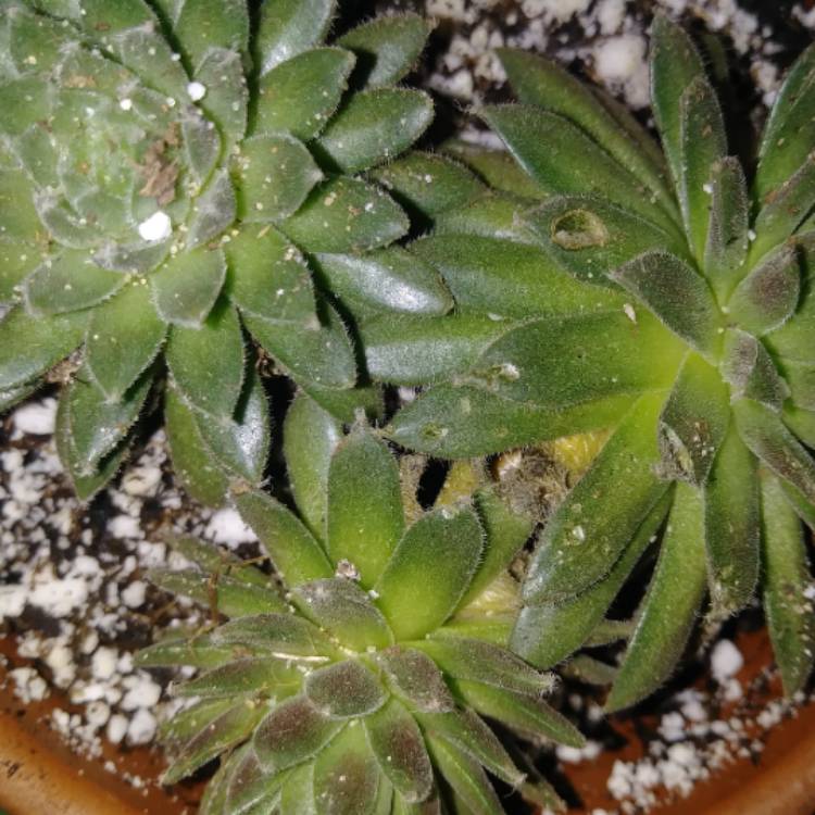 plant image 1212316