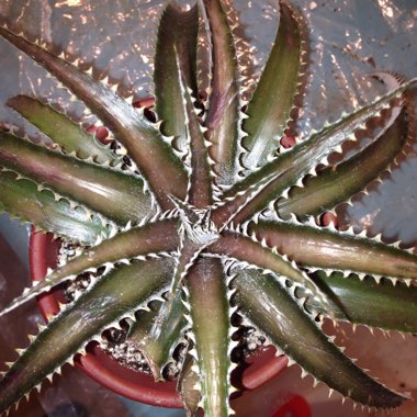 Dyckia Tibor