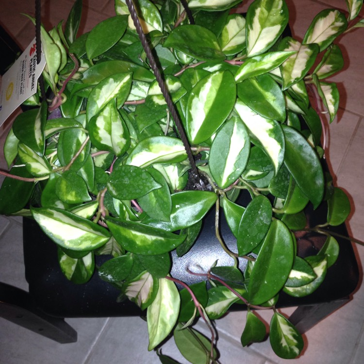 Plant image Hoya carnosa 'Rubra'