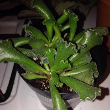 Adromischus 'Key Lime Pie Plant'