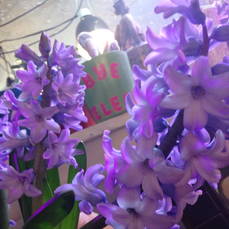 Plant image Hyacinthus orientalis 'Blue Jacket'
