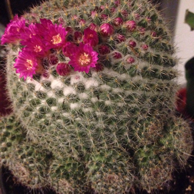plant image 1242593