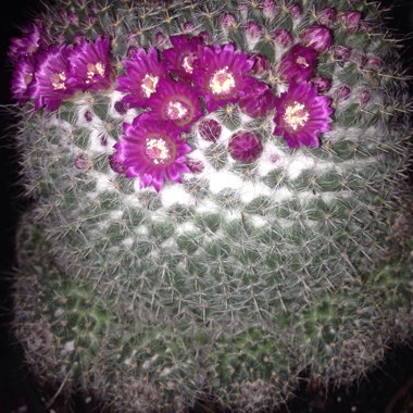 Old Lady Cactus
