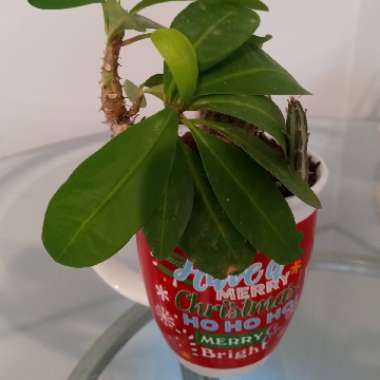 Crown Of Thorns