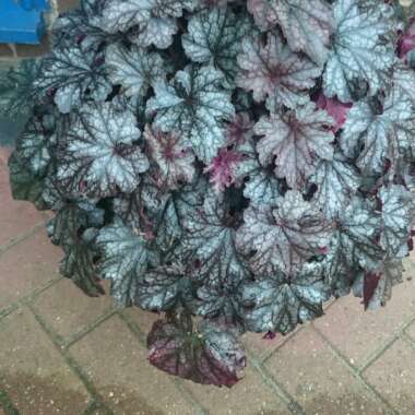 Heuchera 'Blackberry Jam'