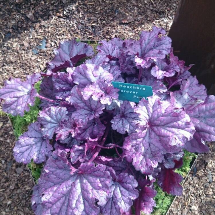 plant image 196408
