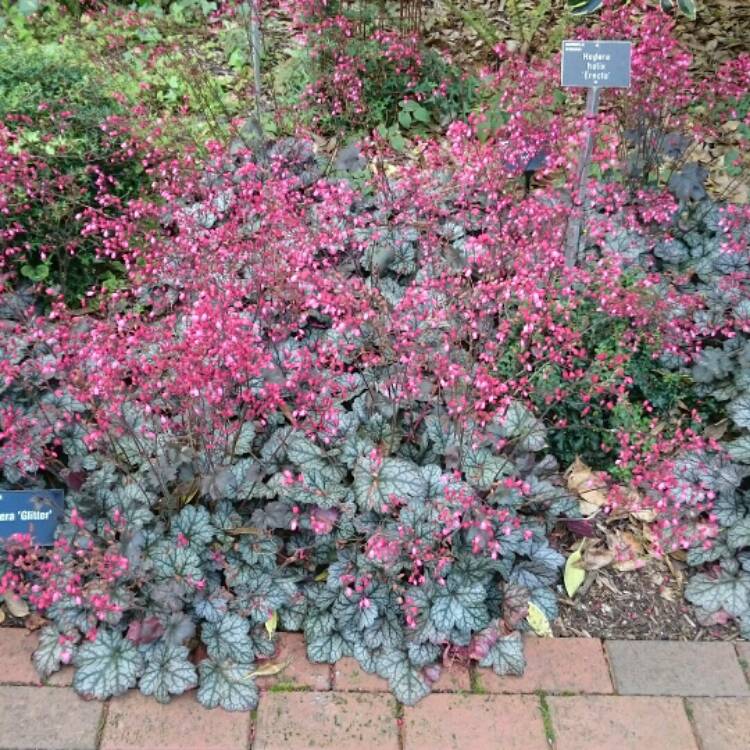 Plant image Heuchera 'Glitter'