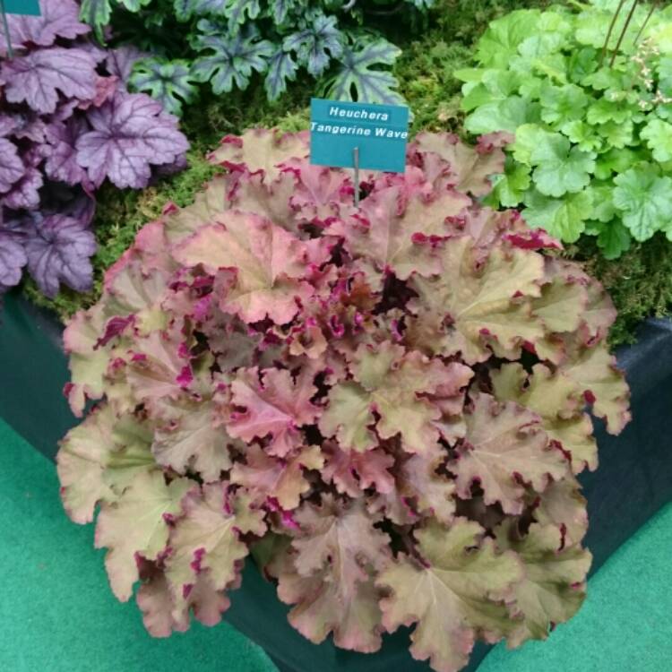 Plant image Heuchera 'Forever Purple'