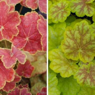 Heuchera