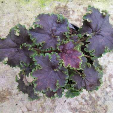 Heuchera