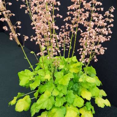Heuchera 'Sweet Caroline'