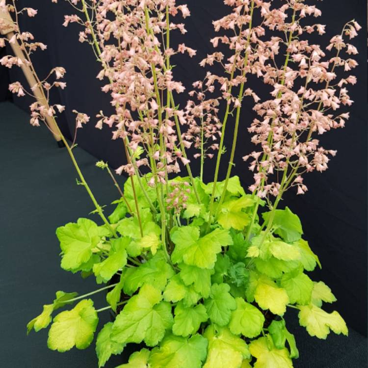 plant image 407917