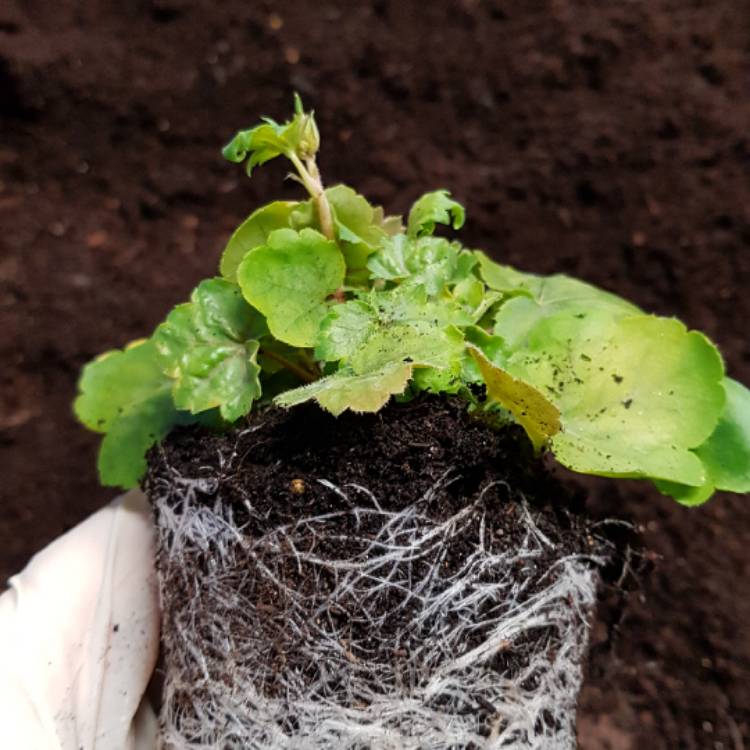 plant image 614100