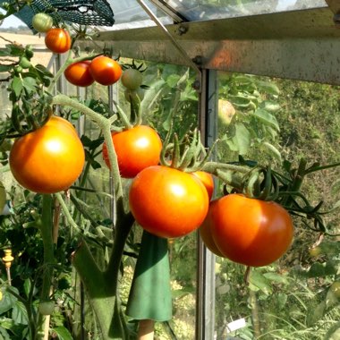 Hilary's garden