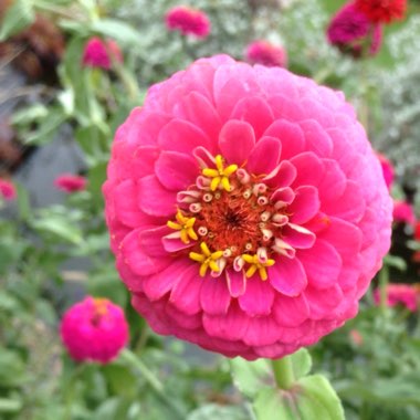 Hilary's garden
