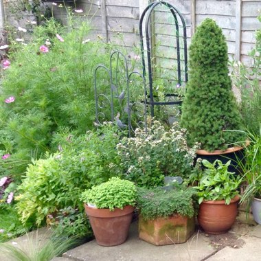 Hilary's garden