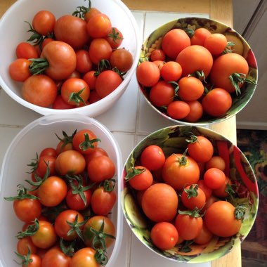 Hilary's garden