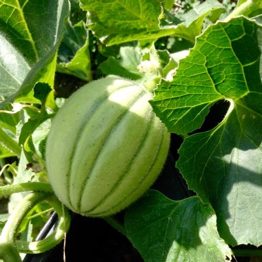 Hilary's garden