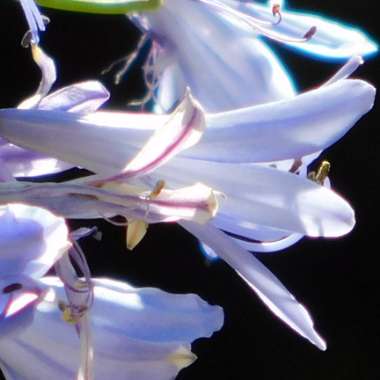 African Lily 'Orientalis'