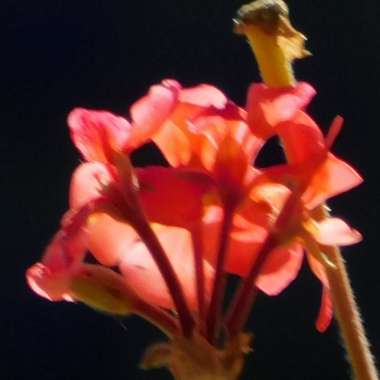 Cranesbill (Geranium)