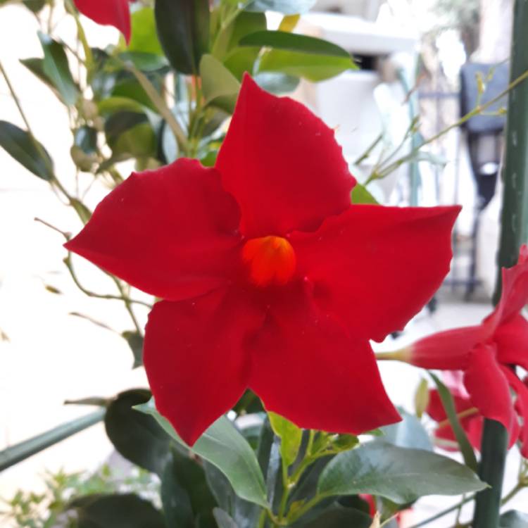 Plant image Mandevilla 'Sundial'