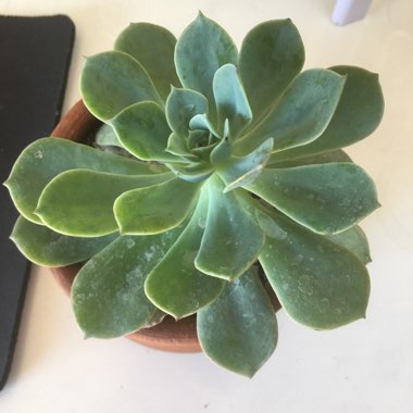 Echeveria