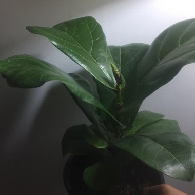 Fiddle Leaf Fig