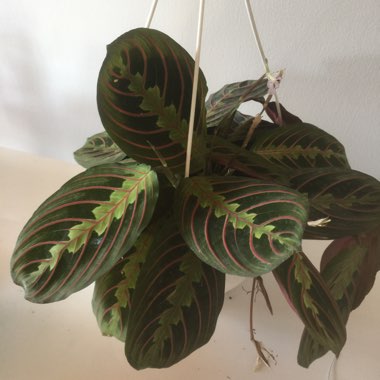 Rose Painted Calathea