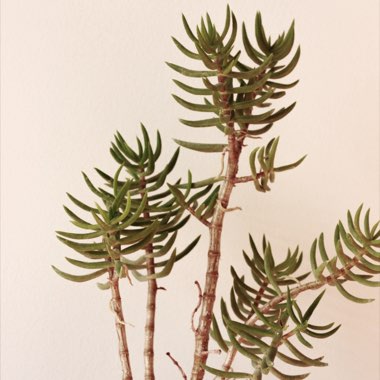 miniature pine tree