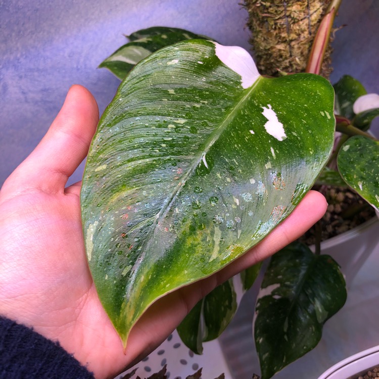Plant image Philodendron 'White Princess'