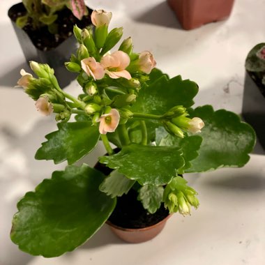 Kalanchoe