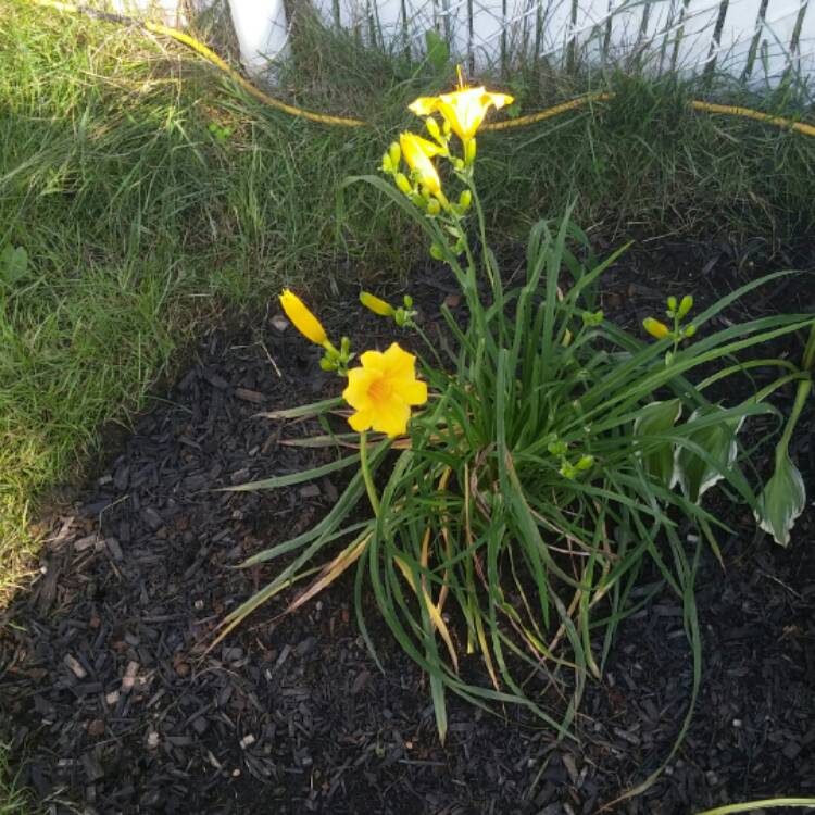Plant image Hemerocallis citrina