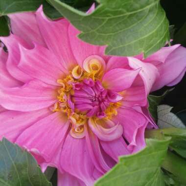 Dahlia 'Pinelands Princess' (Fimbriated)
