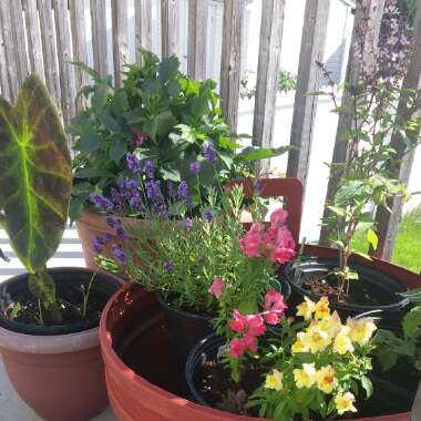 Bawss's garden