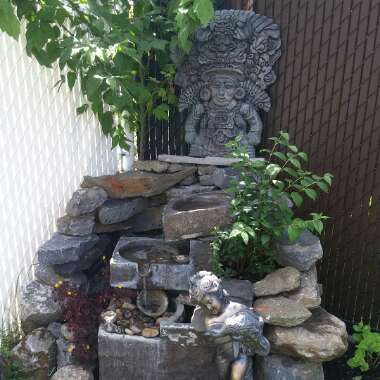 Bawss's garden