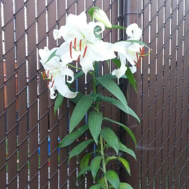 Lily (Asiatic)