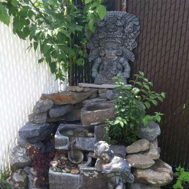 Bawss's garden