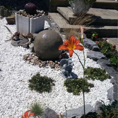 Bawss's garden