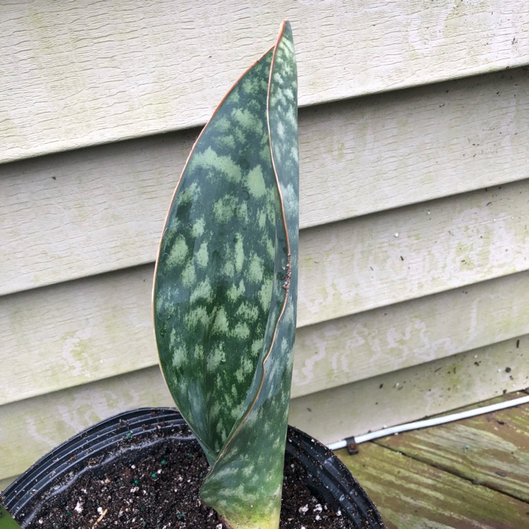 plant image 1129385