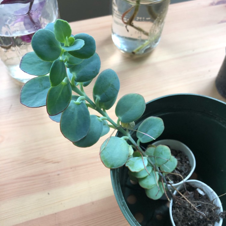Plant image Kalanchoe marnieriana