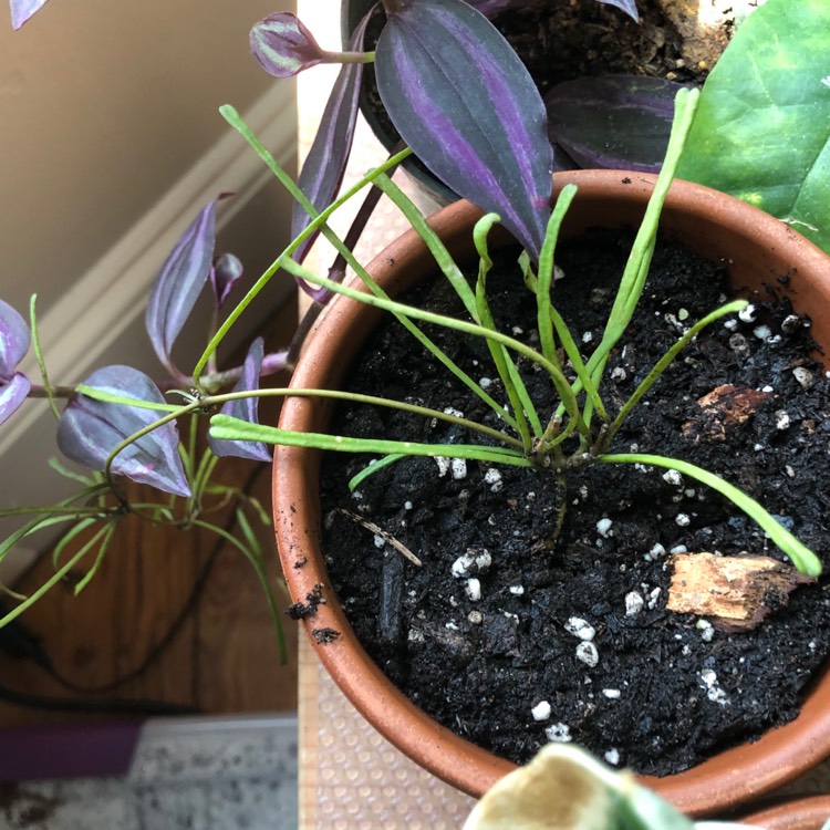 plant image 1156462