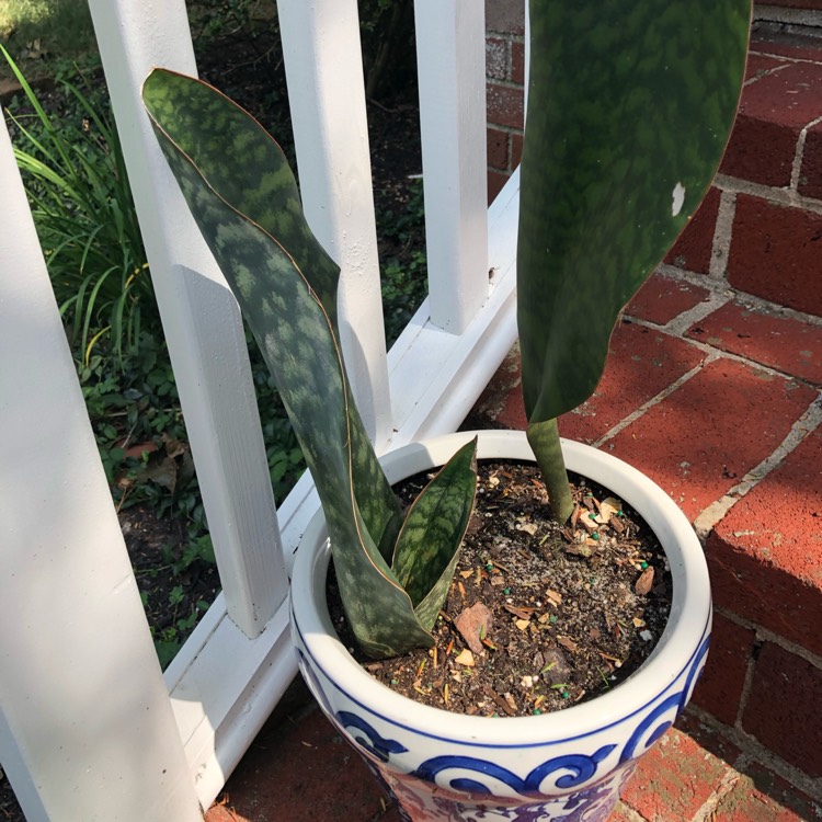 Plant image Sansevieria masoniana