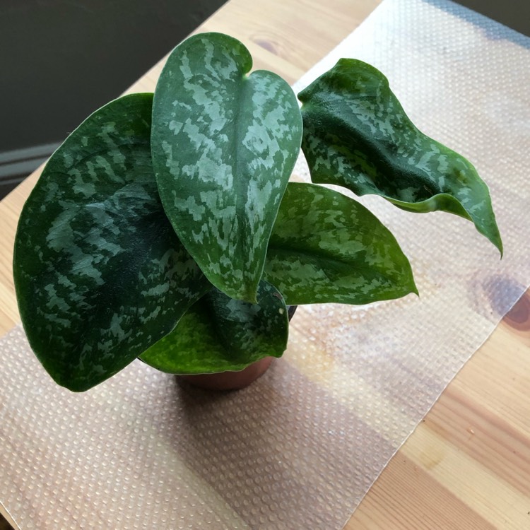 plant image 1228199
