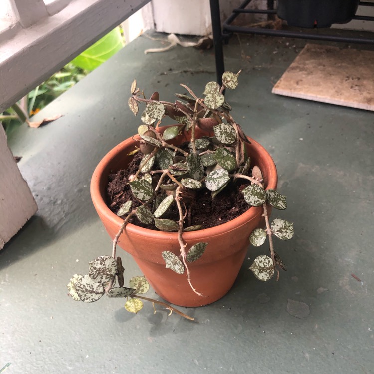 plant image 1374858